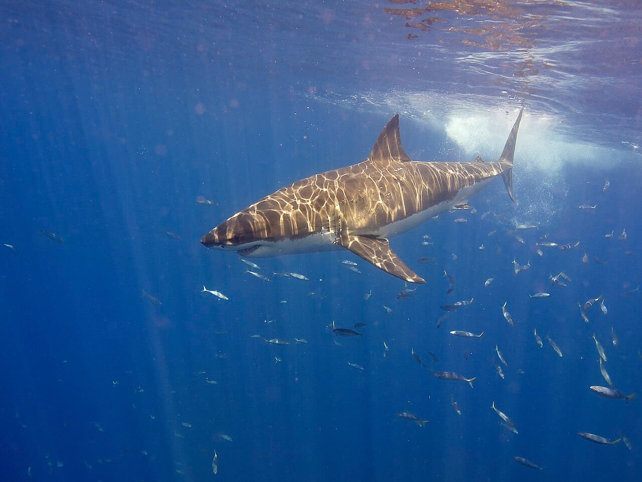 Great White Migration Patterns and Attack Seasonality