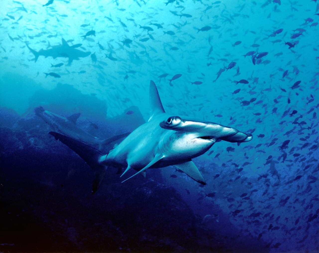 Hammerhead Sharks: How Their Heads Make Them Elite Hunters
