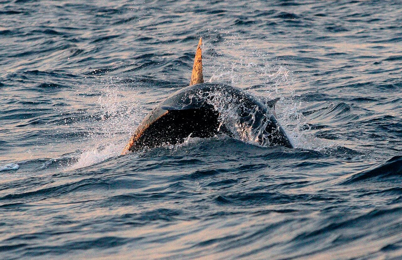 Ocean Safety Statistics: What the 2025 Data Tells Us