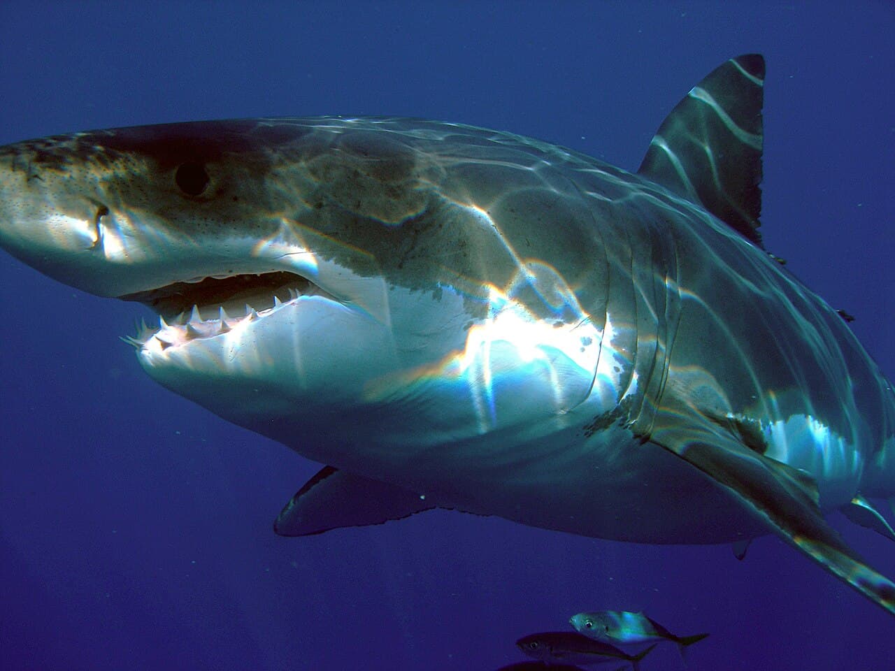 Understanding Unprovoked Shark Attacks