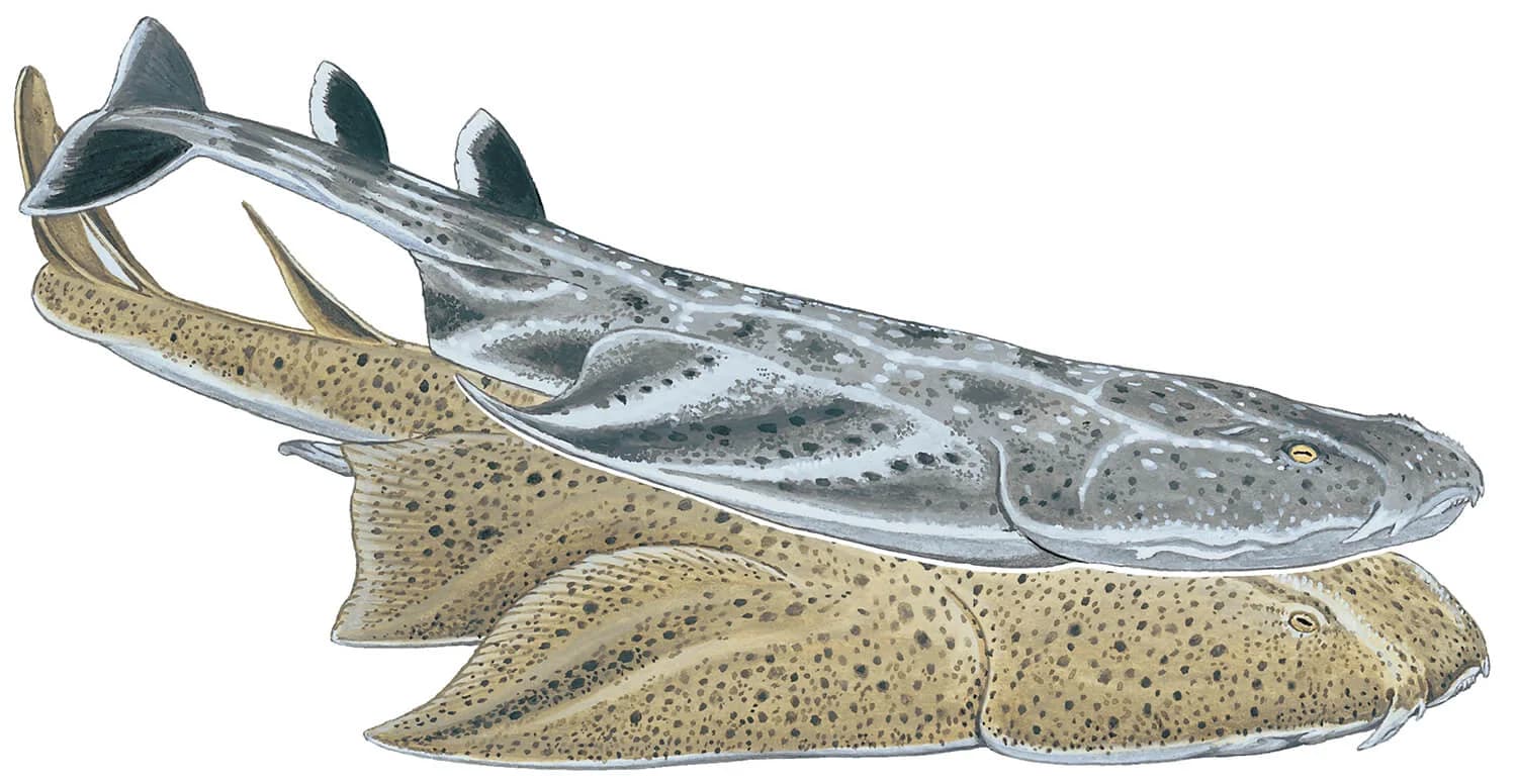 Angel Shark illustration