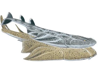 Angel Shark