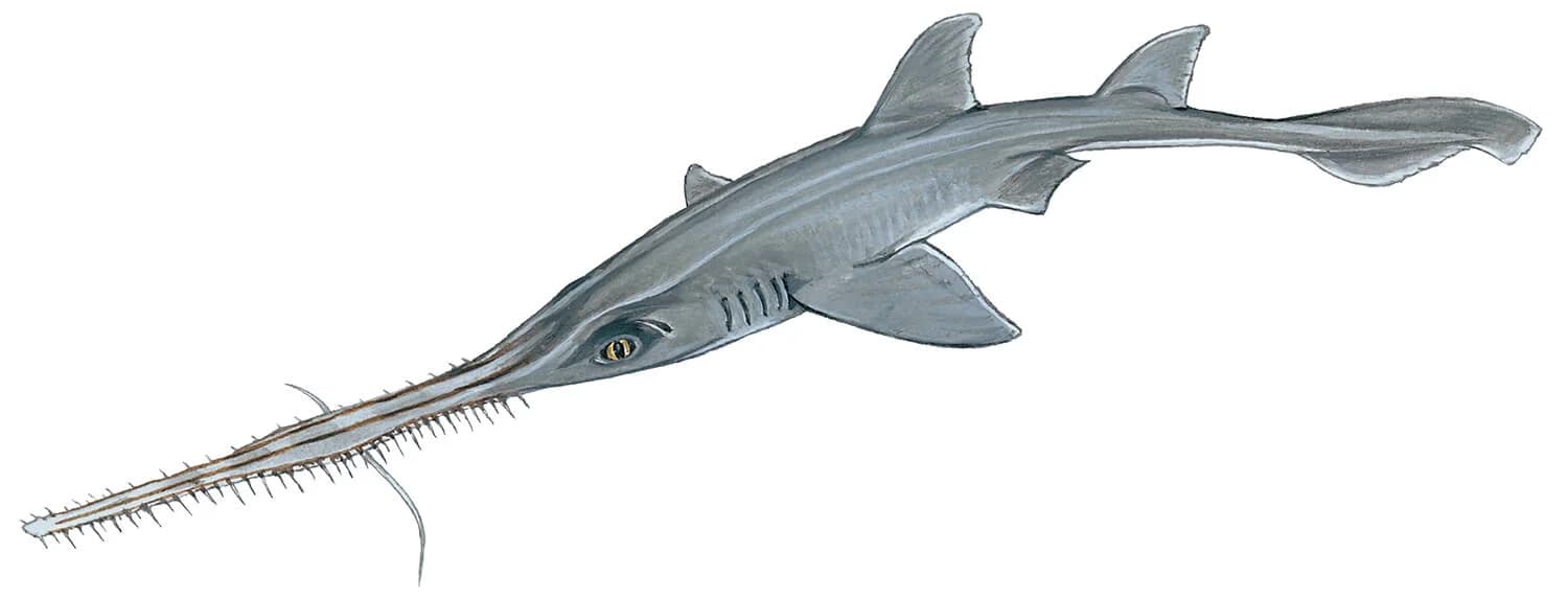 Bahamas Sawshark illustration