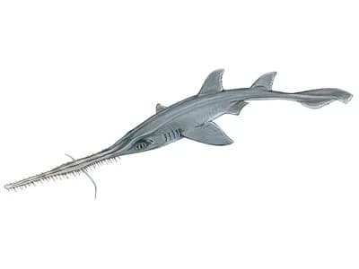 Bahamas Sawshark