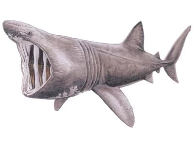 Basking Shark