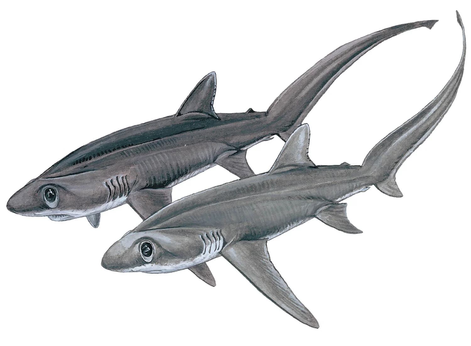 Bigeye Thresher illustration