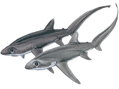 Bigeye Thresher