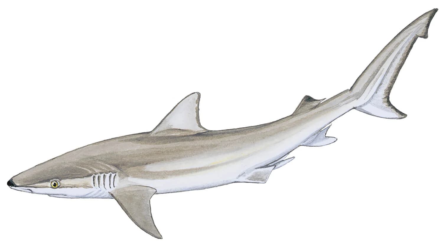 Blacknose Shark illustration