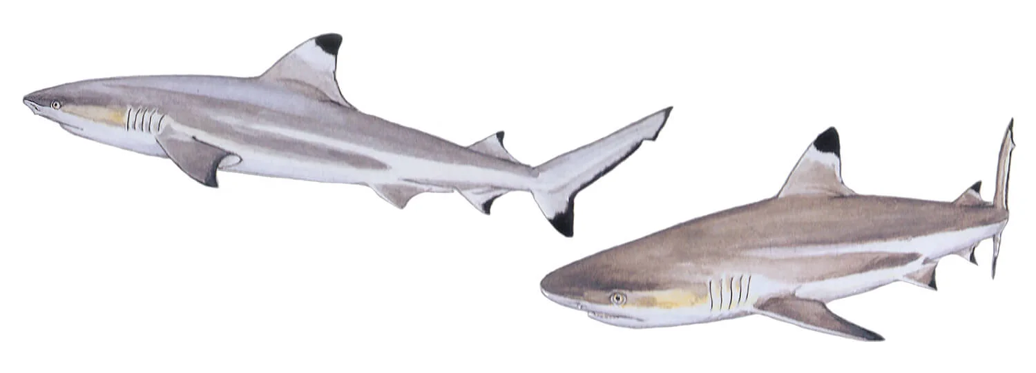Blacktip Reef Shark illustration