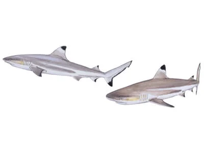 Blacktip Reef Shark