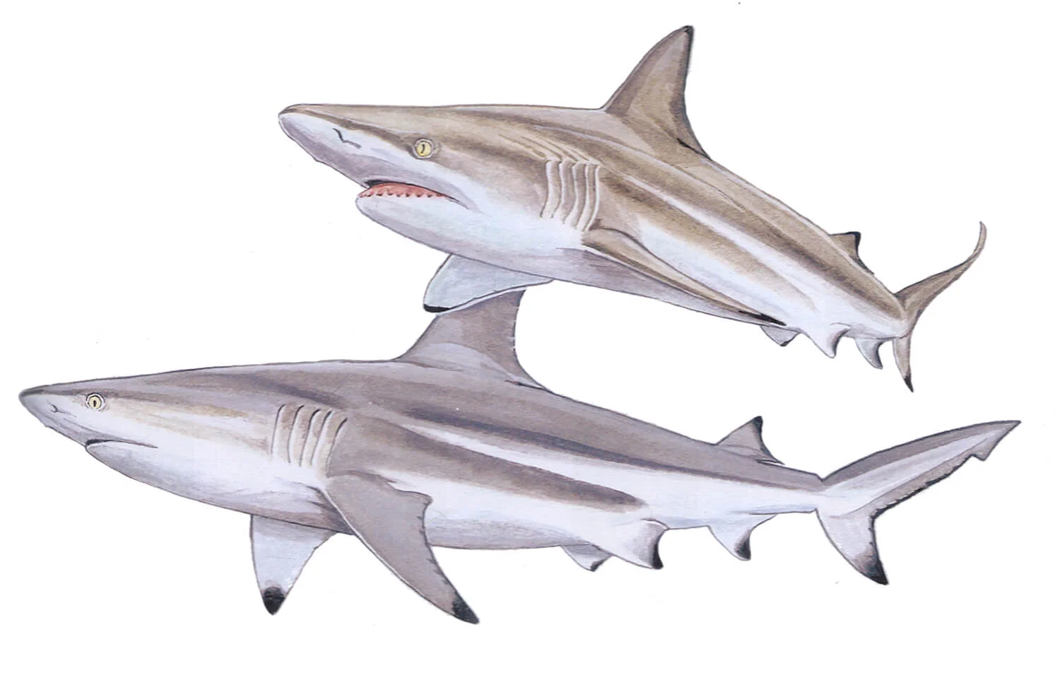 Blacktip Shark illustration