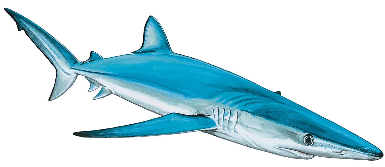 Blue Shark illustration