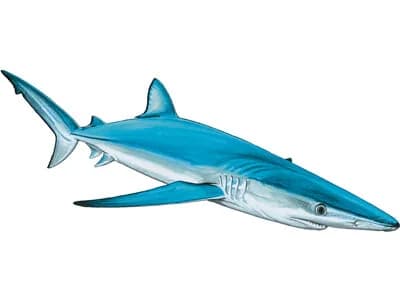 Blue Shark