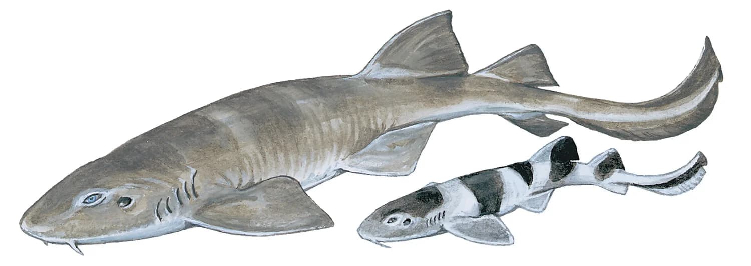 Bluegrey Carpetshark illustration