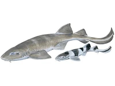 Bluegrey Carpetshark