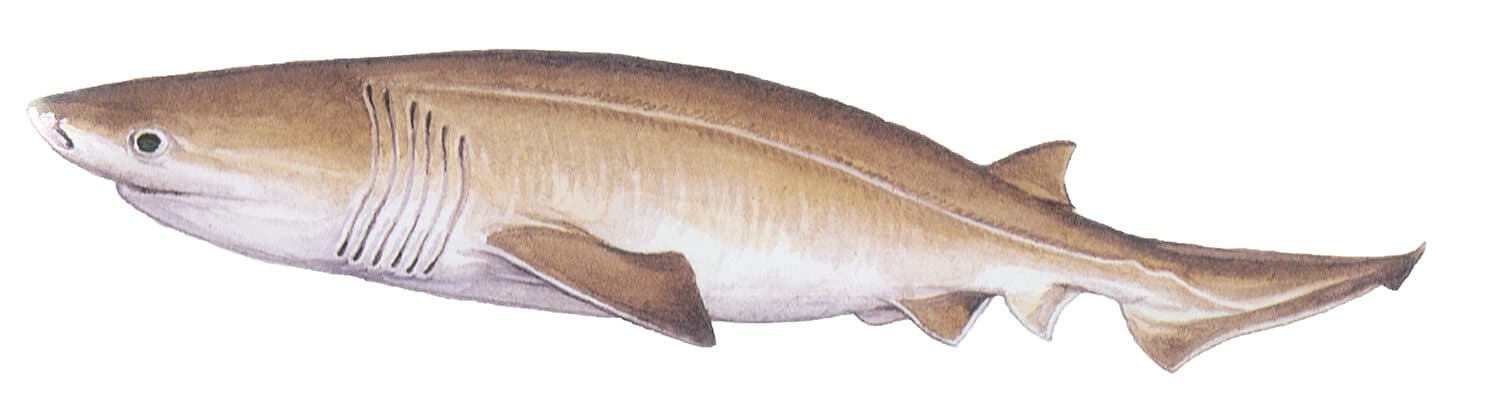 Bluntnose Sixgill Shark illustration