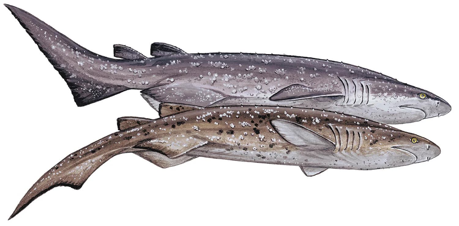 Bramble Shark illustration