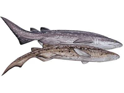 Bramble Shark