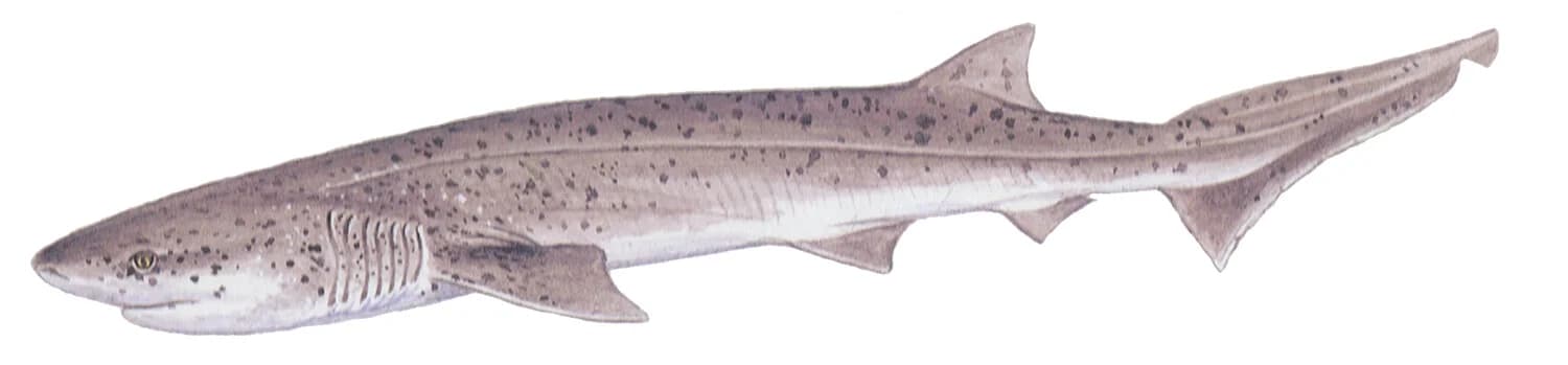 Broadnose Sevengill Shark illustration