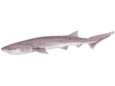 Broadnose Sevengill Shark