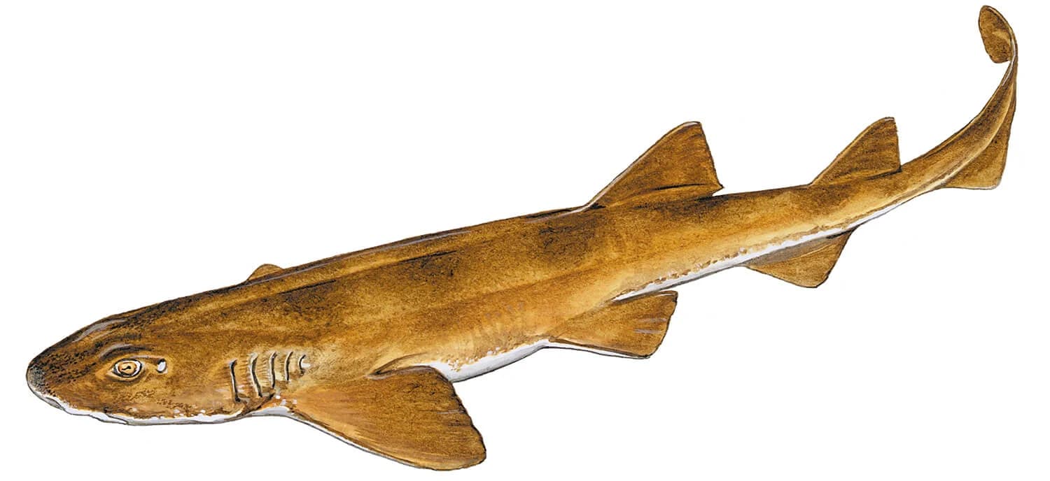 Brown Shyshark illustration