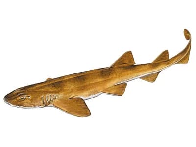 Brown Shyshark