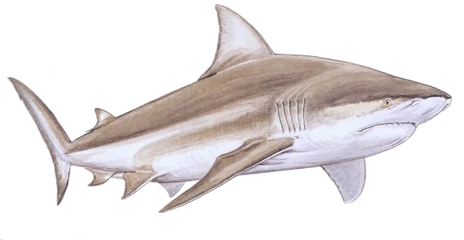 Bull Shark illustration