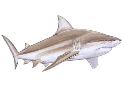 Bull Shark