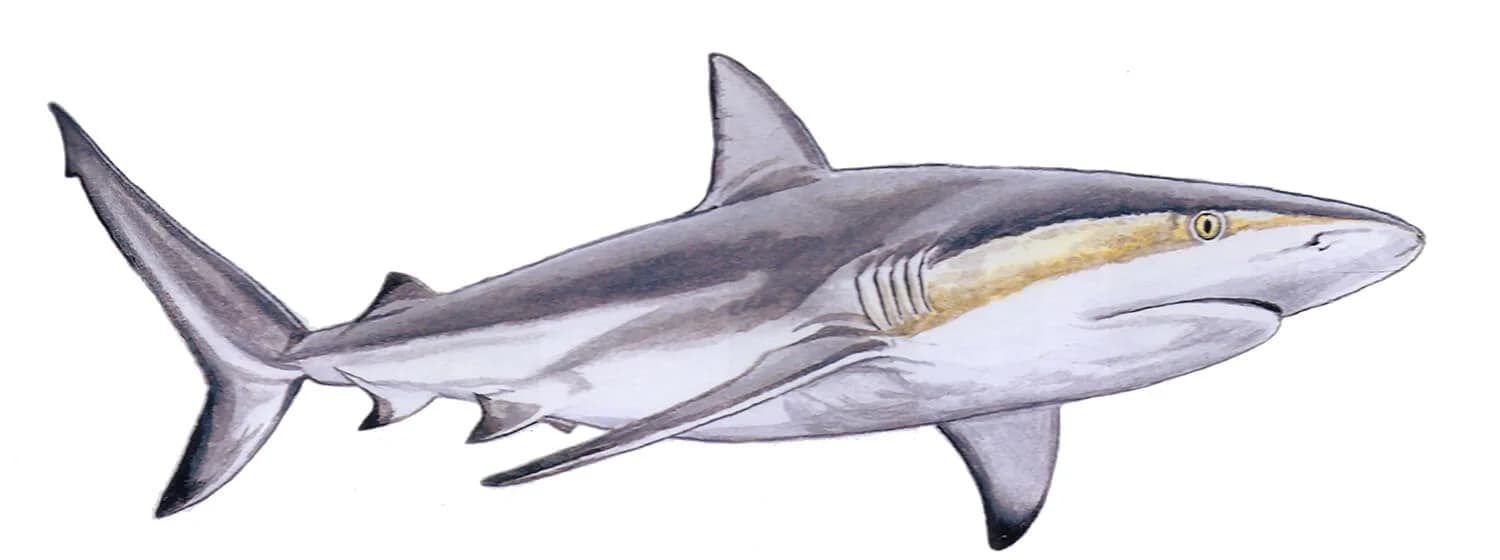 Caribbean Reef Shark illustration