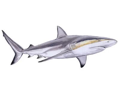 Caribbean Reef Shark