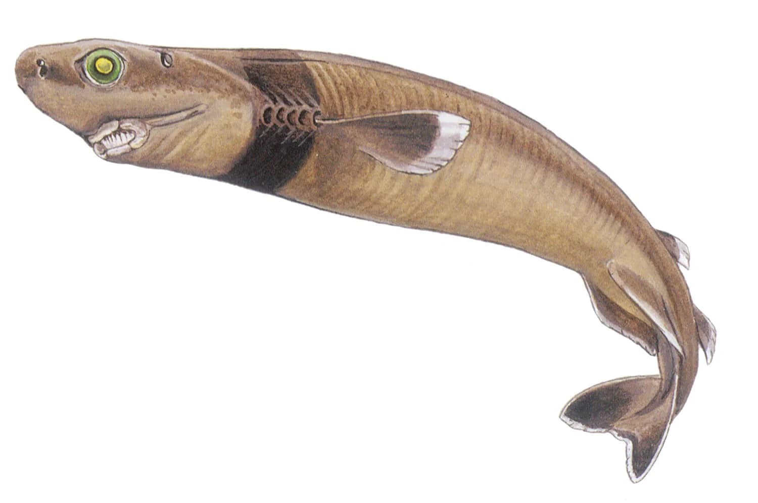 Cookiecutter Shark illustration