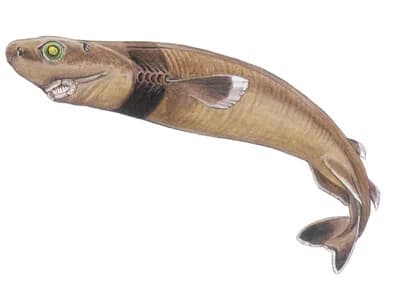 Cookiecutter Shark