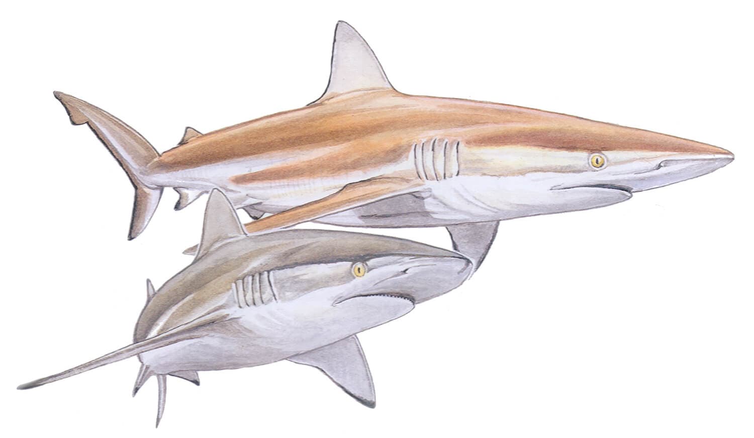 Bronze Whaler illustration