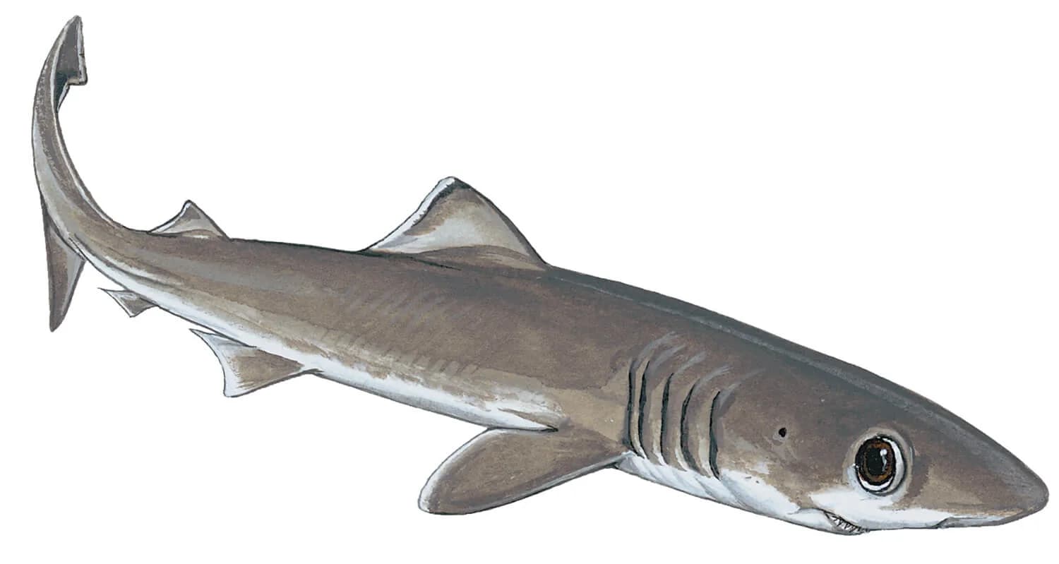 Crocodile Shark illustration