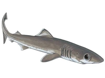 Crocodile Shark
