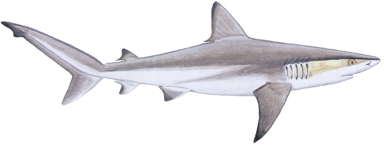 Dusky Shark illustration