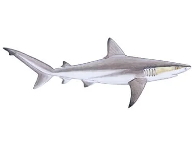 Dusky Shark