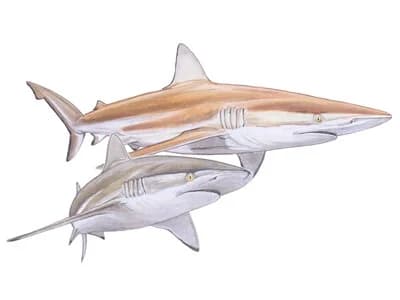 Bronze Whaler