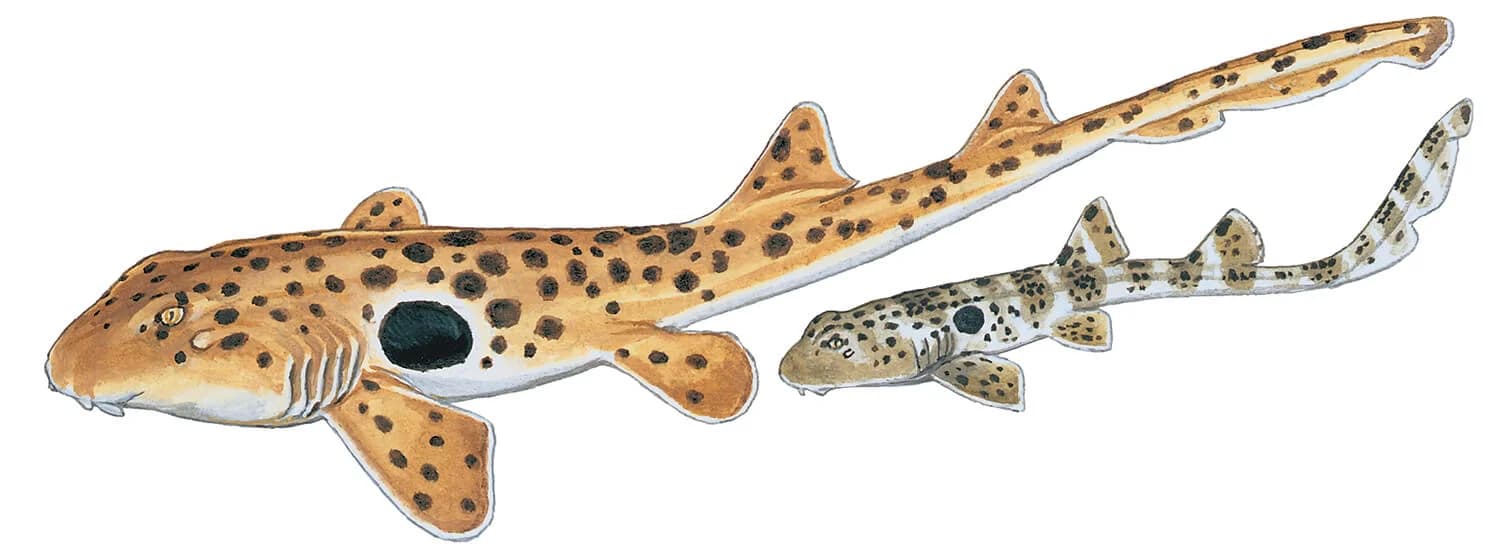 Epaulette Shark illustration