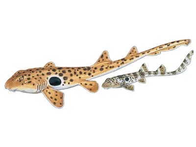 Epaulette Shark