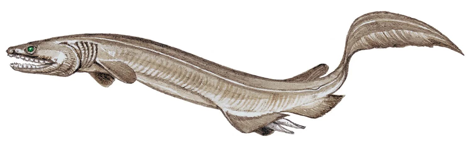 Frilled Shark illustration
