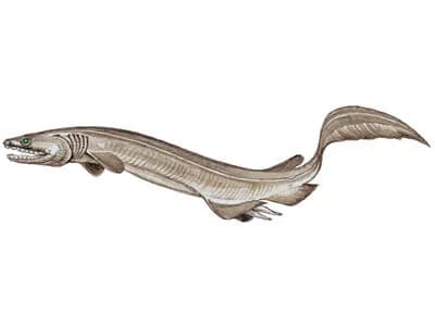 Frilled Shark