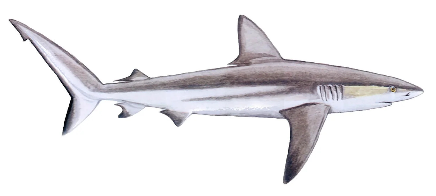 Galapagos Shark illustration