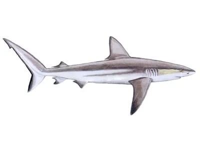 Galapagos Shark