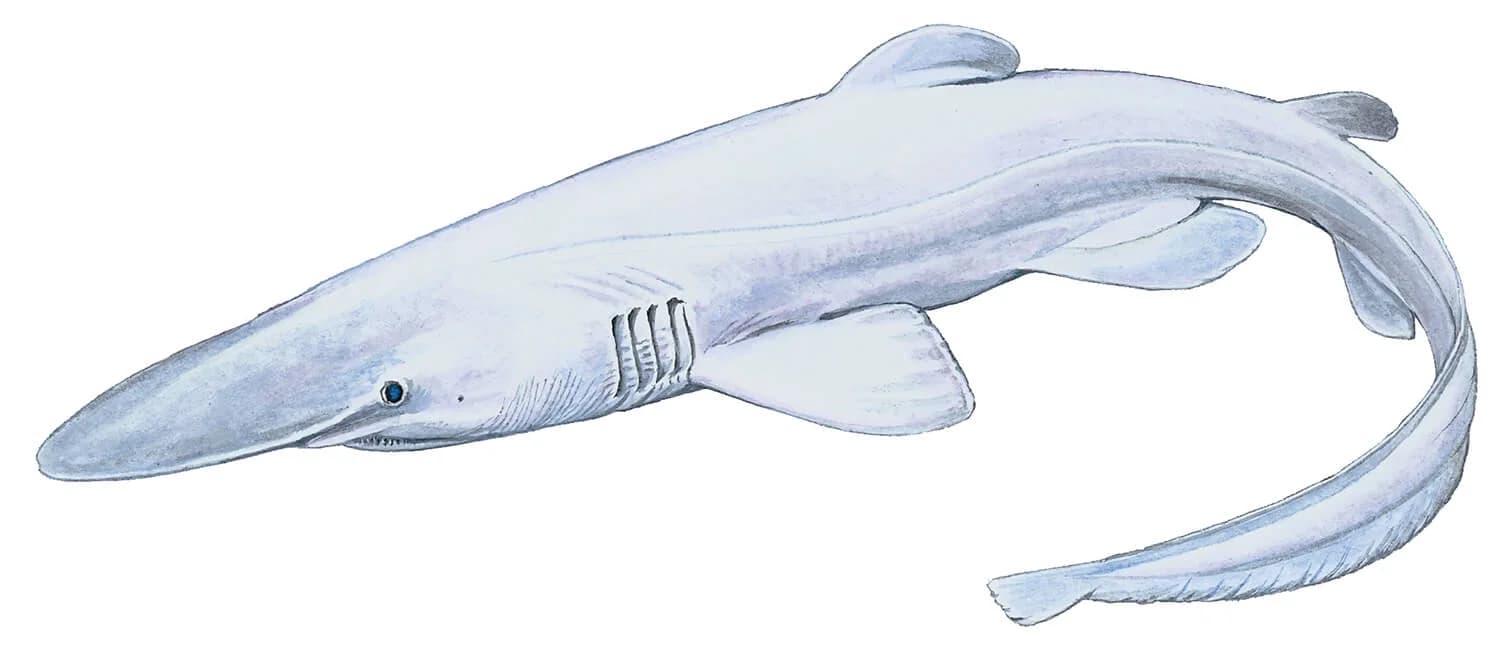 Goblin Shark illustration