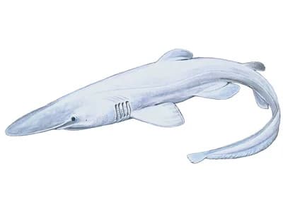 Goblin Shark