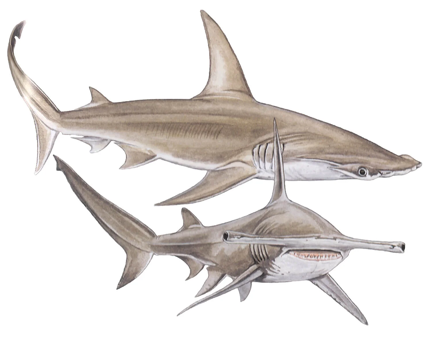 Great Hammerhead illustration