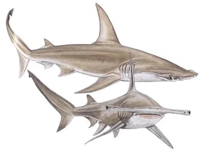 Great Hammerhead