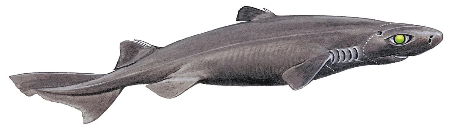 Great Lanternshark illustration