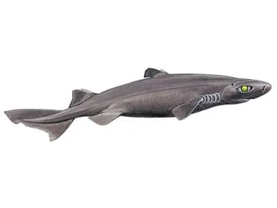 Great Lanternshark